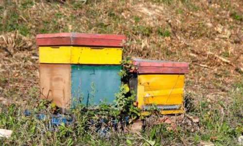 Domaine Roche – Audran včelí úľ
