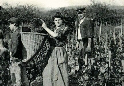 Champagne Varnier-Fanniere historická práca vo vinici