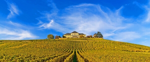 Schloss Johannisberg vinice
