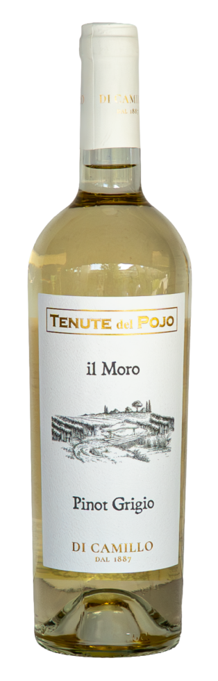 Pinot Grigio 2025 IL MORO Tenuta del Pojo IGP